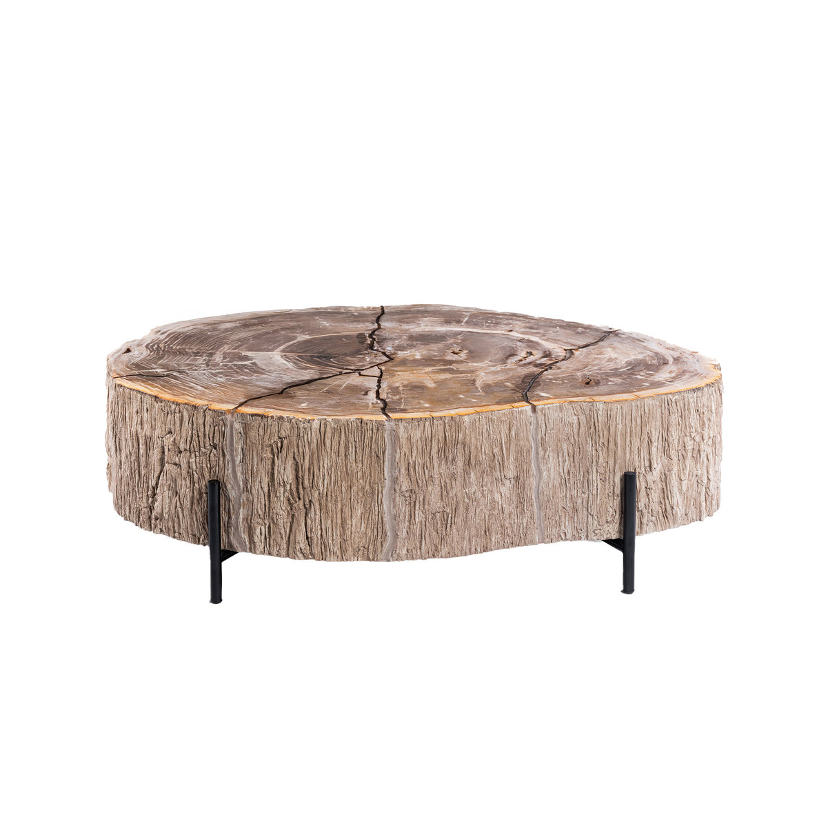 Couchtische versteinertes Holz, Länge 120 cm
